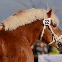 DSC 2610