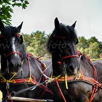 D75 1016