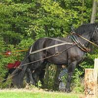 D50 5971 - Kopie